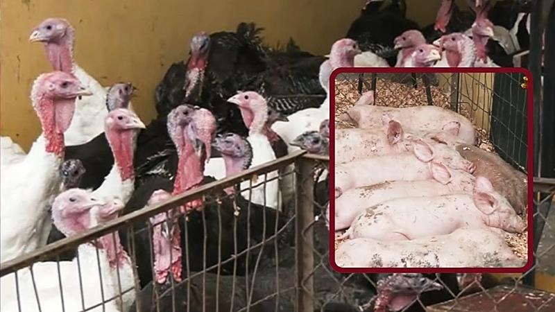 pavo cerdo midagri lechones san luis año nuevo navidad