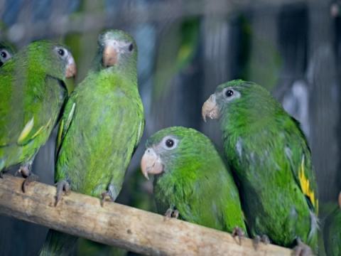 Loro serfor animales