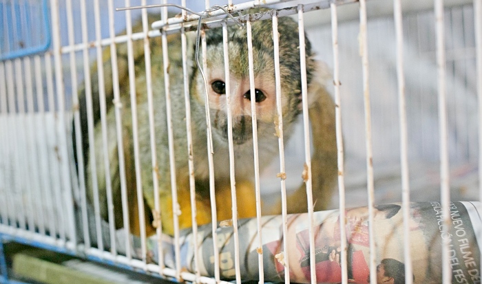 mono nota animales